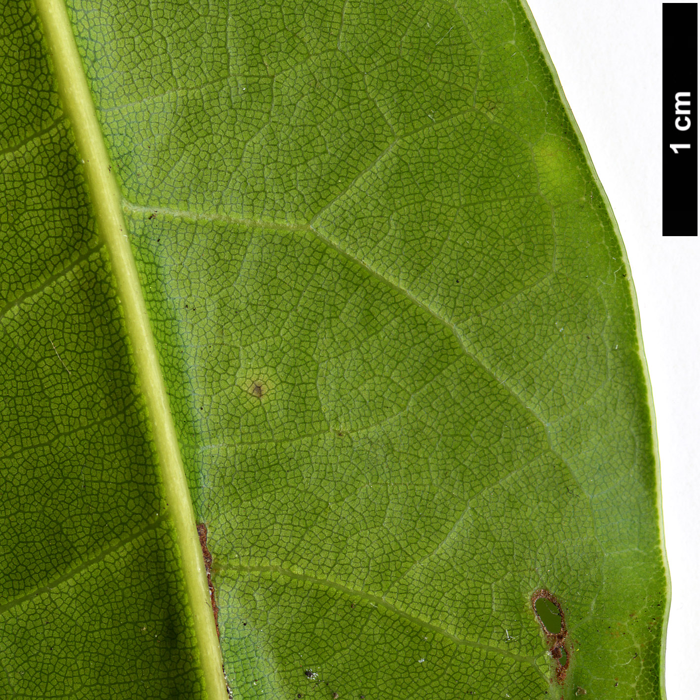 High resolution image: Family: Lauraceae - Genus: Apollonias - Taxon: barbujana